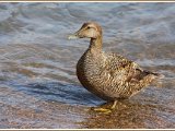 NH1 2 Female Eider Duck